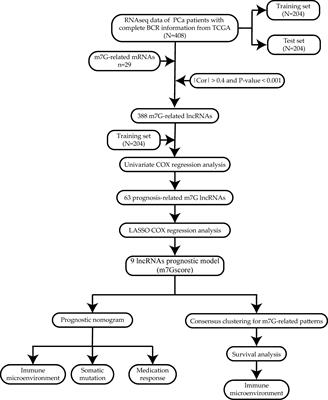 Characterization of 7-Methylguanosine Identified Biochemical Recurrence and Tumor Immune Microenvironment in Prostate Cancer